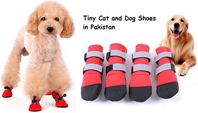 dog shoes online