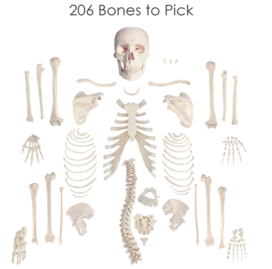 Full Unassembled Anatomical Model Human Skeleton 62” Height, Plastic