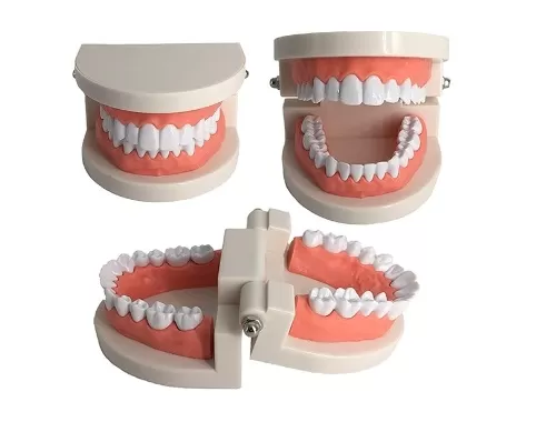 Standard Teeth Teaching Model for Kids Dental Study