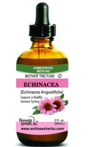 Mother Tincture Echinacea Q Echinacea Angustifolia for Immune and Detoxification