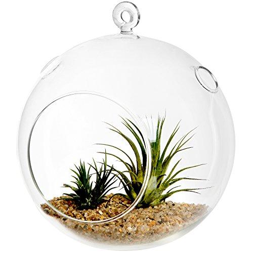 Clear Glass Hanging Air Plant Terrarium Ball