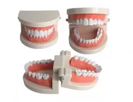 Standard Teeth Teach…